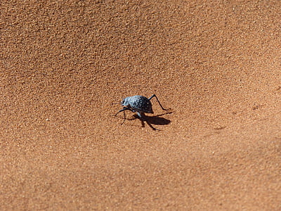 Sossusvlei, böceği, Namib Çölü, wüstensand, çöl, kum, böcek