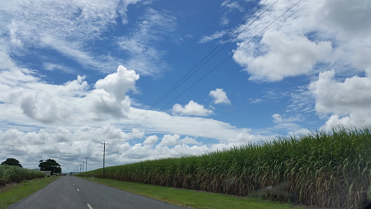 Road, land, Australien, landdistrikter, sukkerrør felter, afgrøde, foldene