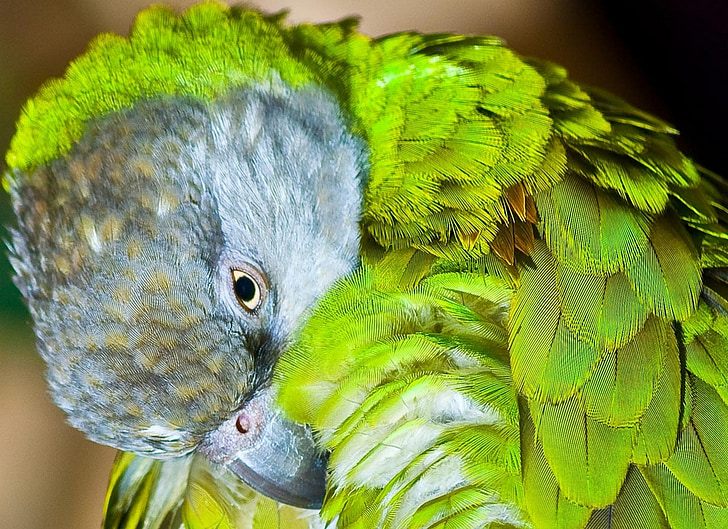papagaio de Senegal, higiene, purificação, pássaro, papagaio, animal, vida selvagem