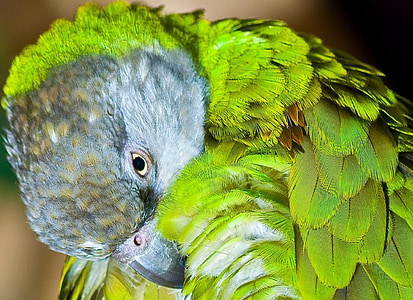 senegal parrot, hygiene, purification, bird, parrot, animal, wildlife
