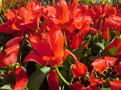 tulipas, planta, vermelho, flores, flor, floresceu, fechar
