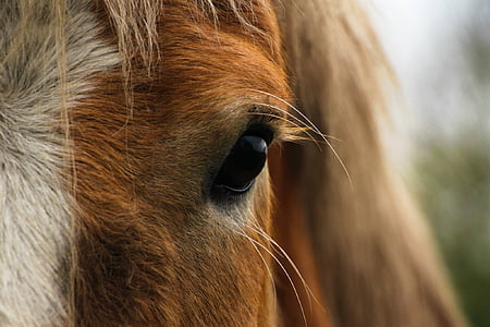 horse, eye, close up, head, animal, stallion, equestrian