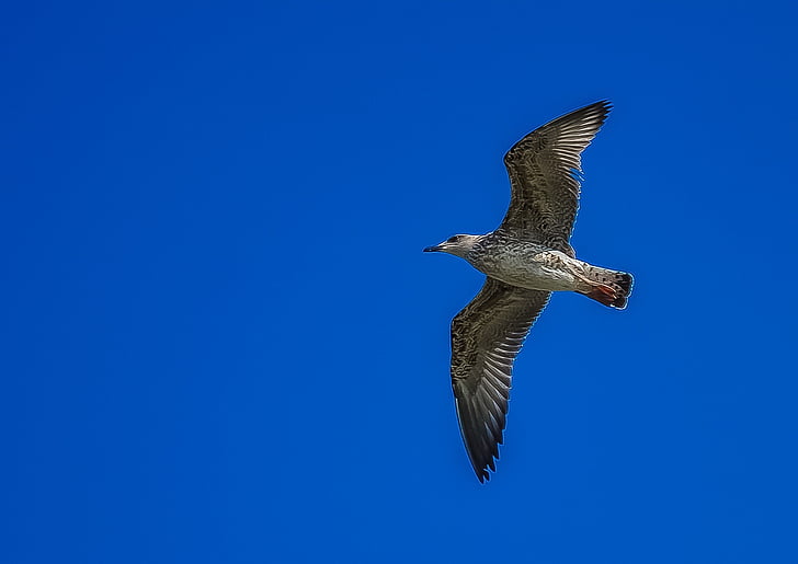 grey, white, blue, sky, Seagull, Fly, Bird