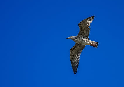 grey, white, blue, sky, Seagull, Fly, Bird