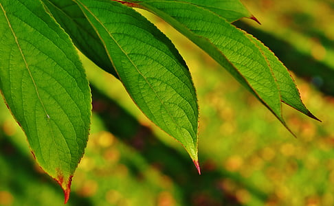 leaves, tree, green, branches, nature, leaf, green color