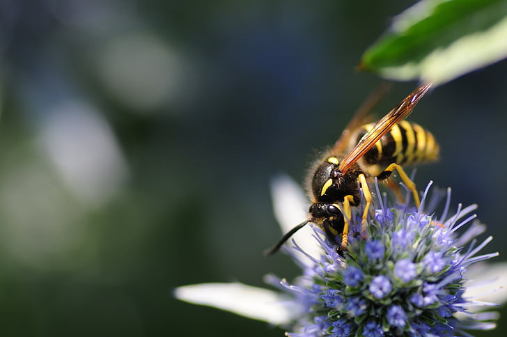 насекоми, дивата пчела, пчели, макрос, затвори, строго защитени