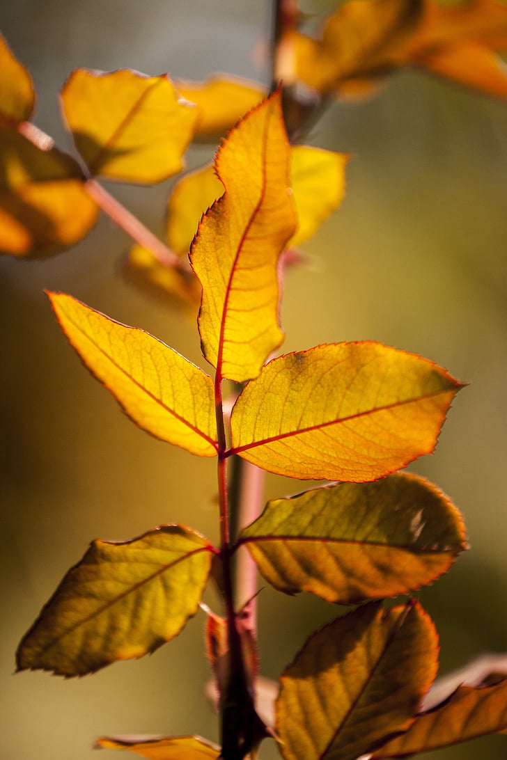 жълто, листа, цветна картина, природата, ден, Есен, макрос
