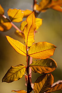 желтый, листья, Цветочная картина, Природа, день, Осень, макрос