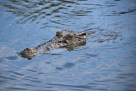 crocodile, river, australia, nature, animal