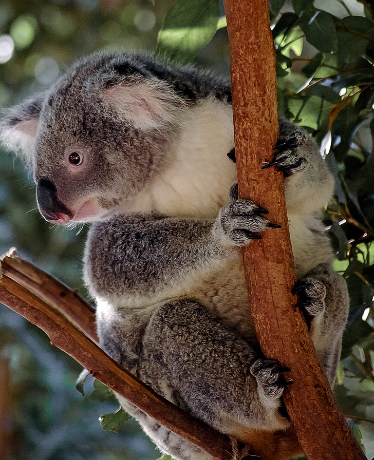 Koala, lācis, somainais, pelēka, pūkains, ikona, Austrālija