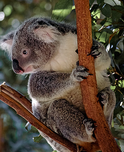 Koala, medveď, vačkovca, sivá, chlpaté, ikona, Austrália