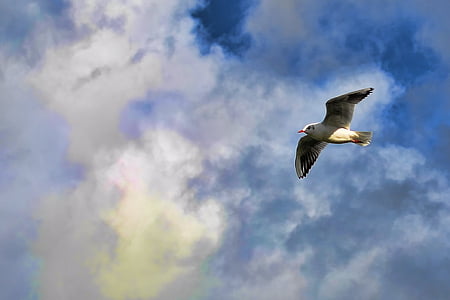 bird, clouds, flying, sky, seagull, wings, one animal