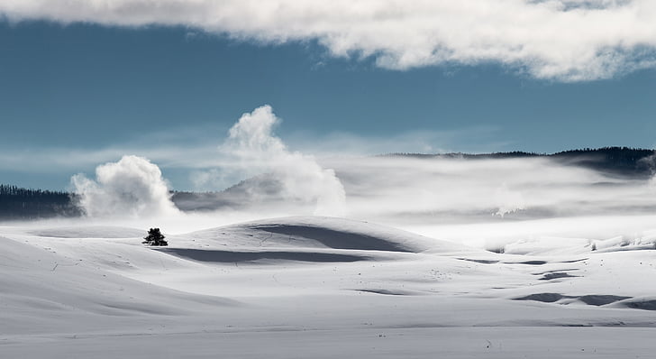 śnieg, zimowe, krycia, Evergreen, Hayden valley, park narodowy Yellowstone, Wyoming