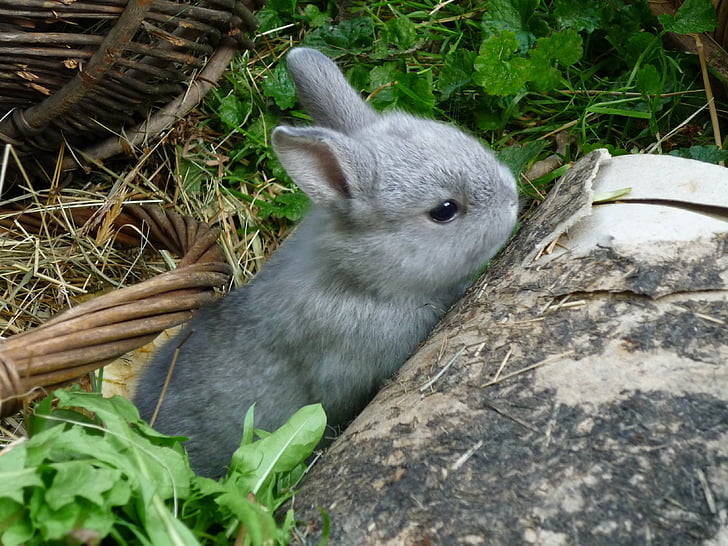 cüce tavşan, tavşan, tavşan, genç, hayvan, kemirgen, Hayvancılık