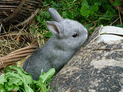Conejo enano, conejo, liebre, jóvenes, animal, roedor, cría de animales