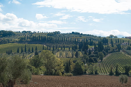 oliverar, paisatge, Xiprer, natura, muntanyes, cel, Toscana