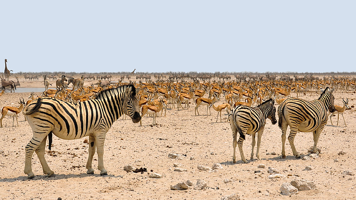 zebres, Àfrica, Gasela saltadora, Namíbia, natura, sec, forat de l'aigua