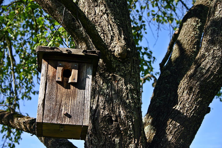 nesting box, tree, nature, aviary, nesting place, forest, nesting help