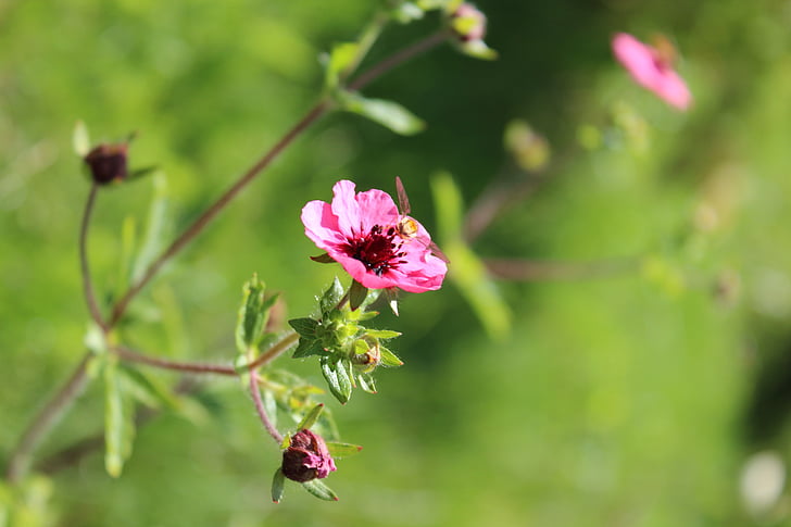 ροζ λουλούδι, πράσινο, φόντο, μέλισσα, ταξιανθία, το καλοκαίρι, λουλούδια