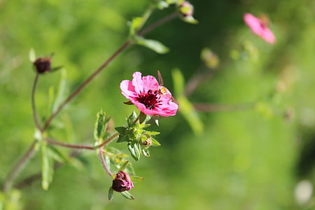 flor rosa, verde, Fondo, abeja, Inflorescencia, verano, flores