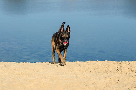 Malinois, chien de berger belge, plage, eau, Malinois avec ballon, chien, été
