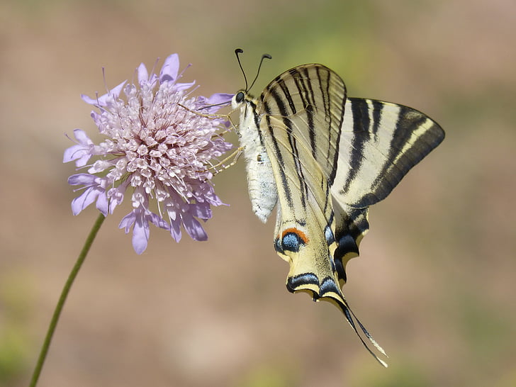 Papilio machaon, sommerfugl, machaon, papallona dronning, Libar, vilde blomst, skønhed