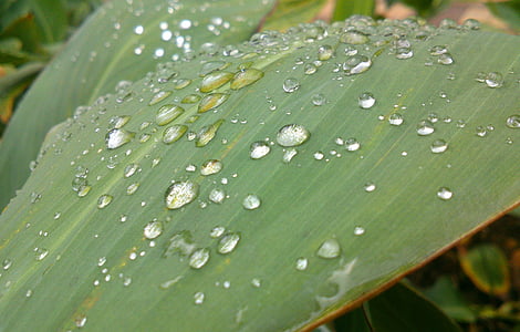 blad, regn, regndråper, natur, vann, dråper, makro