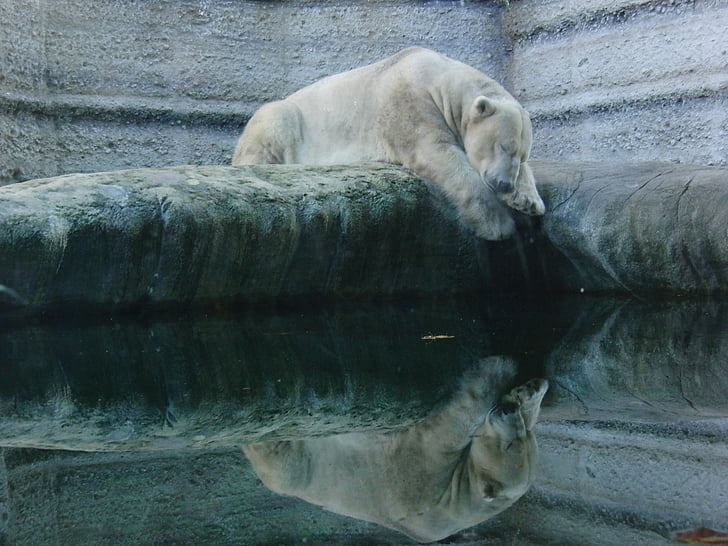 polar bear, white, sleep, water, mirroring, zoo