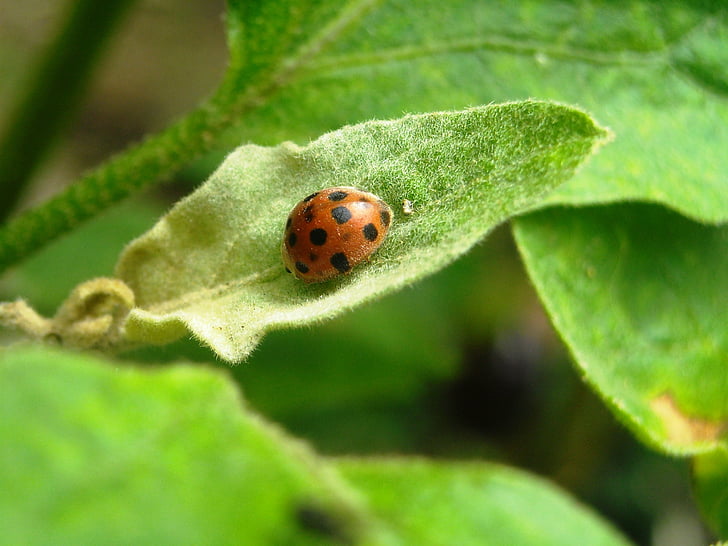 ladybugs, hyönteiset, oranssi, musta, lehti, vihreä, leppäkerttu