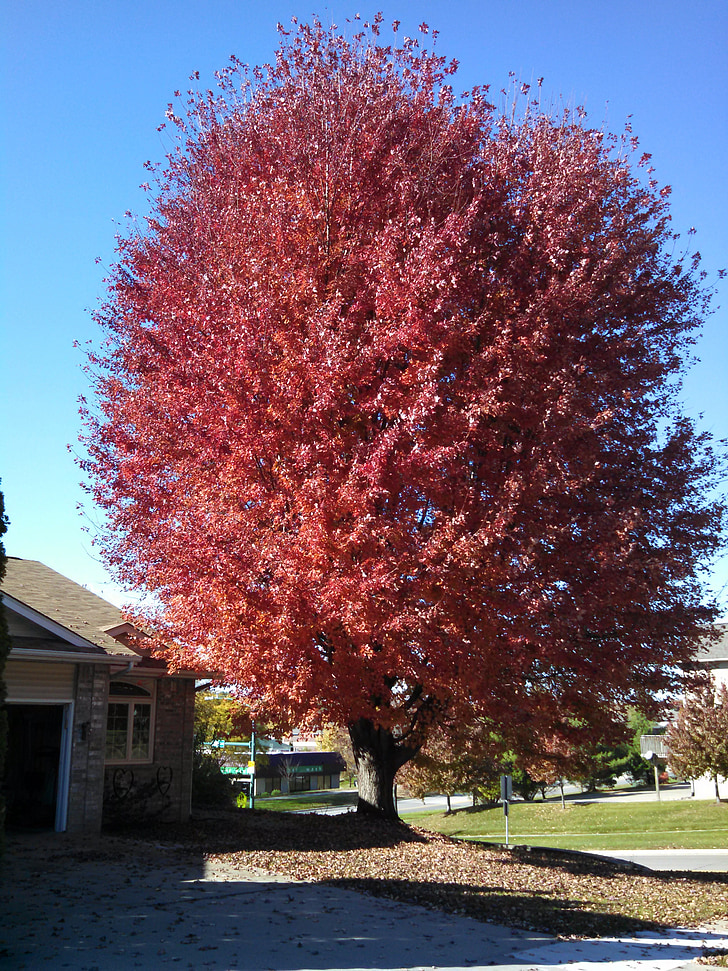 jesen, drvo, Crveni, jesen, pad stabla, priroda, Sezona