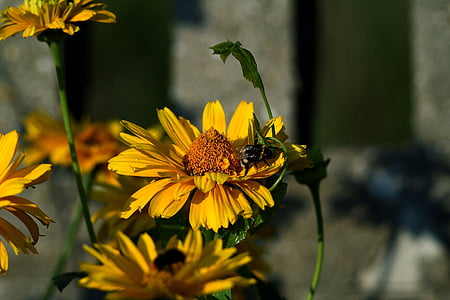 insect, bee, village, nature, flora, summer