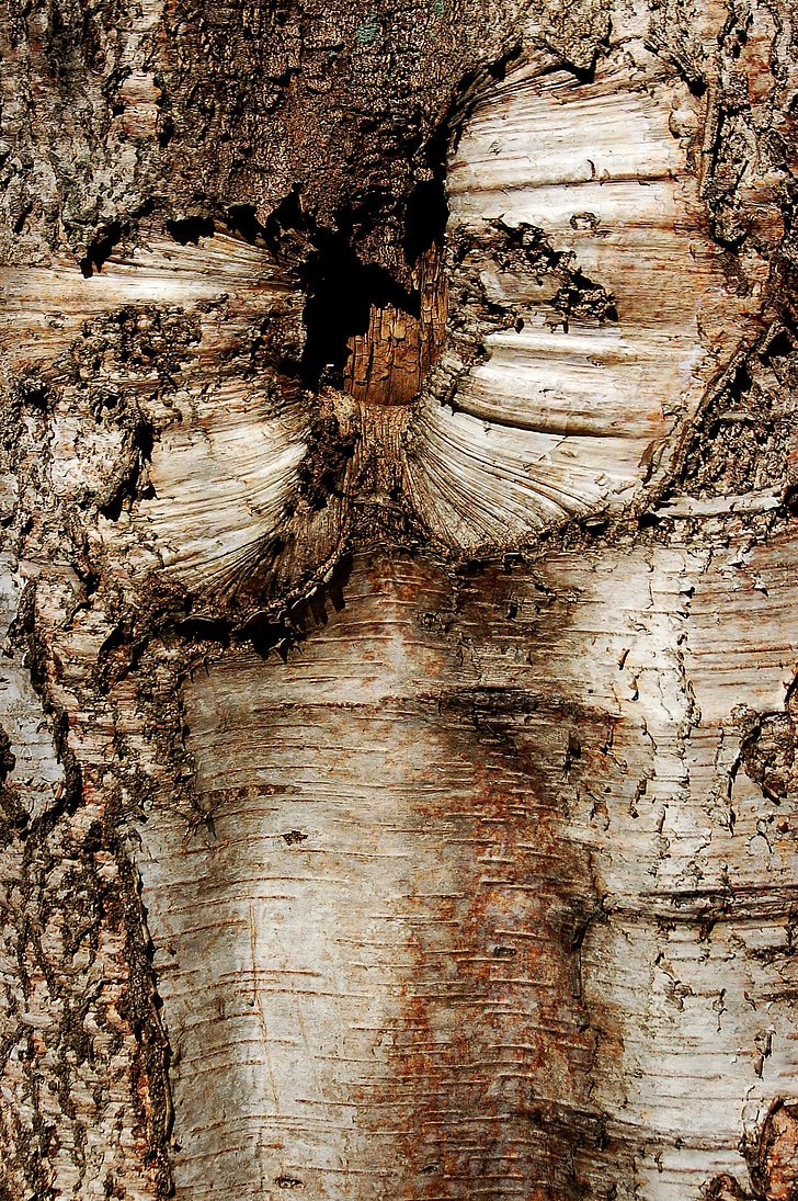 木の樹皮, 自然, ツリー, トランク