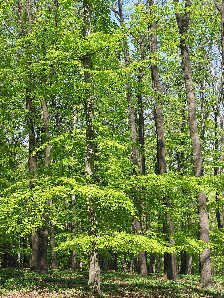 zelená, portrét, stromy, Lainzer tiergarten, nálada