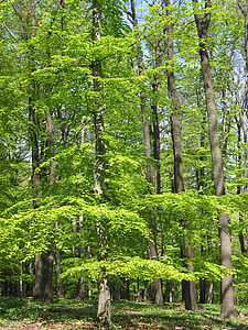 vert, Portrait, arbres, Lainzer tiergarten, humeur
