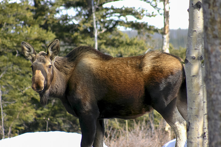moose, cow, wildlife, nature, female, wilderness, standing