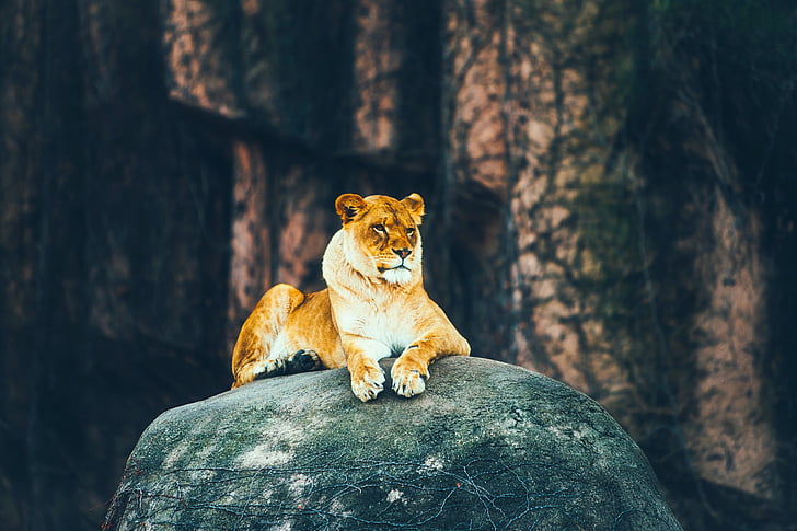 lion, female, rock, animal, wildlife, nature, outdoors