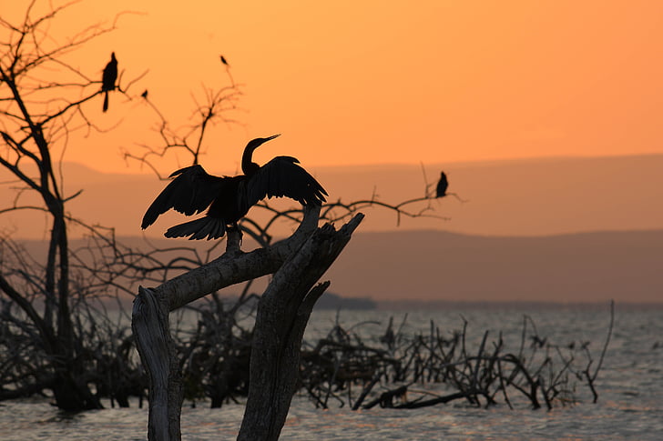 landscape, bird, nature, animal, lake