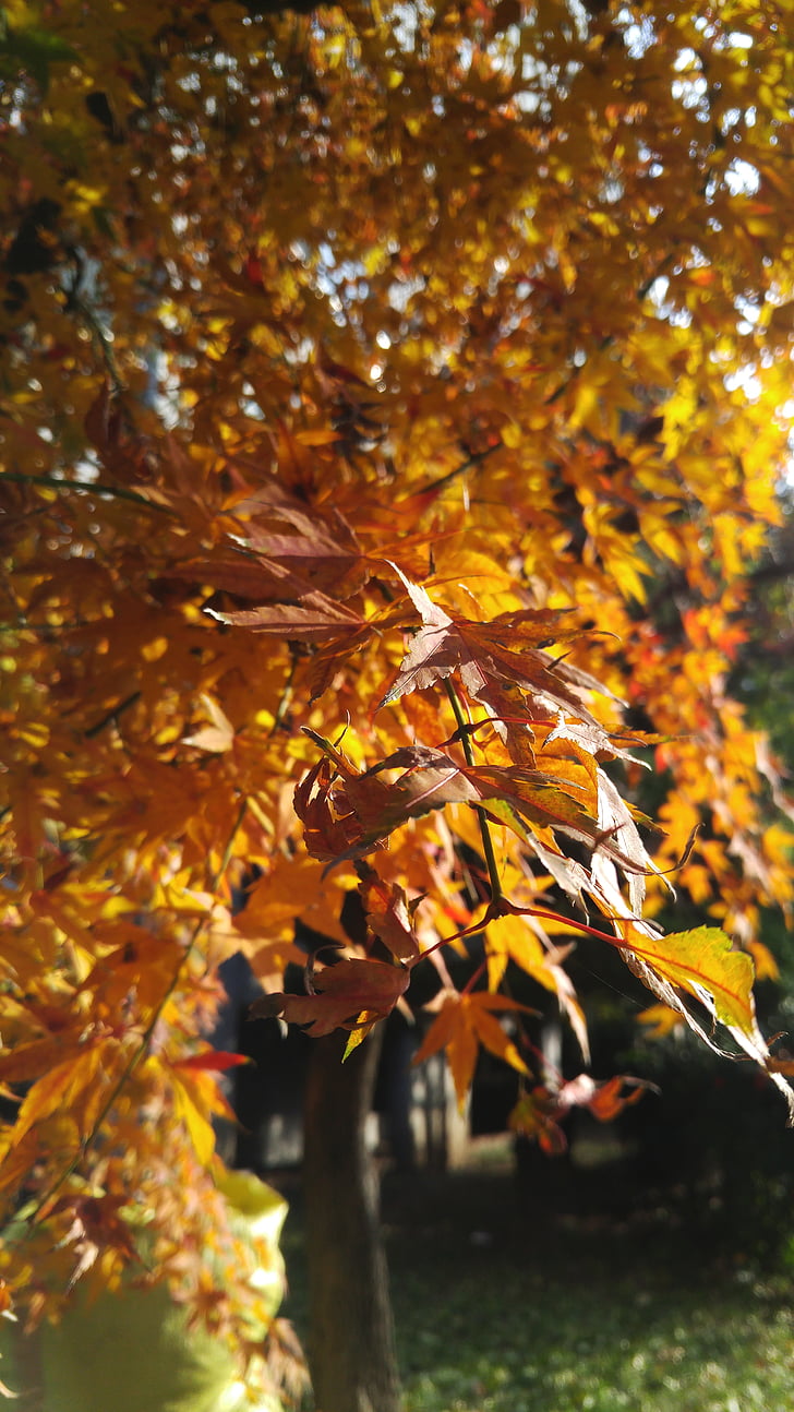 jesenje lišće, jesen, drvo, Listovi, priroda, memorija, javorov list