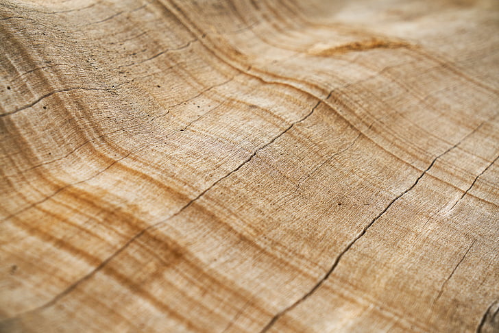 árbol, textura, cáscara, macro, detalle, marrón, madera