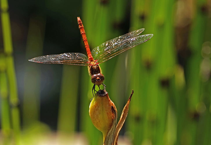 Dragonfly, Halm, hmyz, křídlo, transparentní, letu hmyz, Zavřít