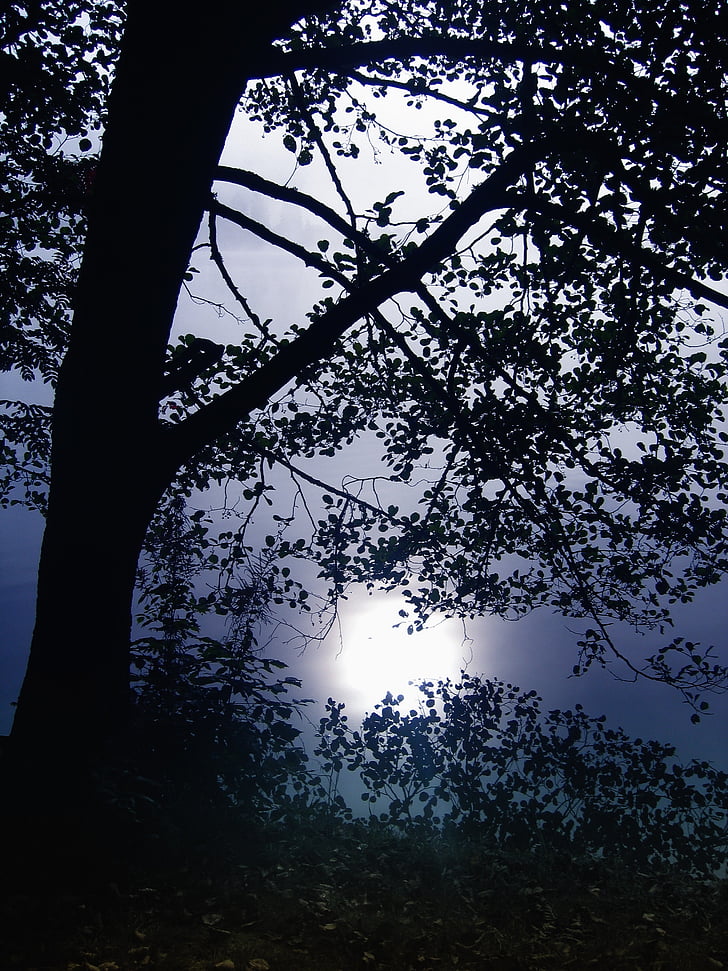 дерево, світло назад, чорний ліс, озеро, Тітізее, Німеччина, атмосфера