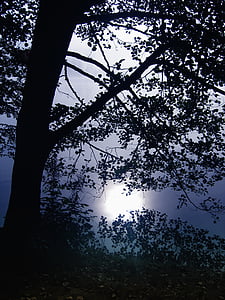fa, vissza a fény, Fekete-erdő, tó, Titisee, Németország, légkör