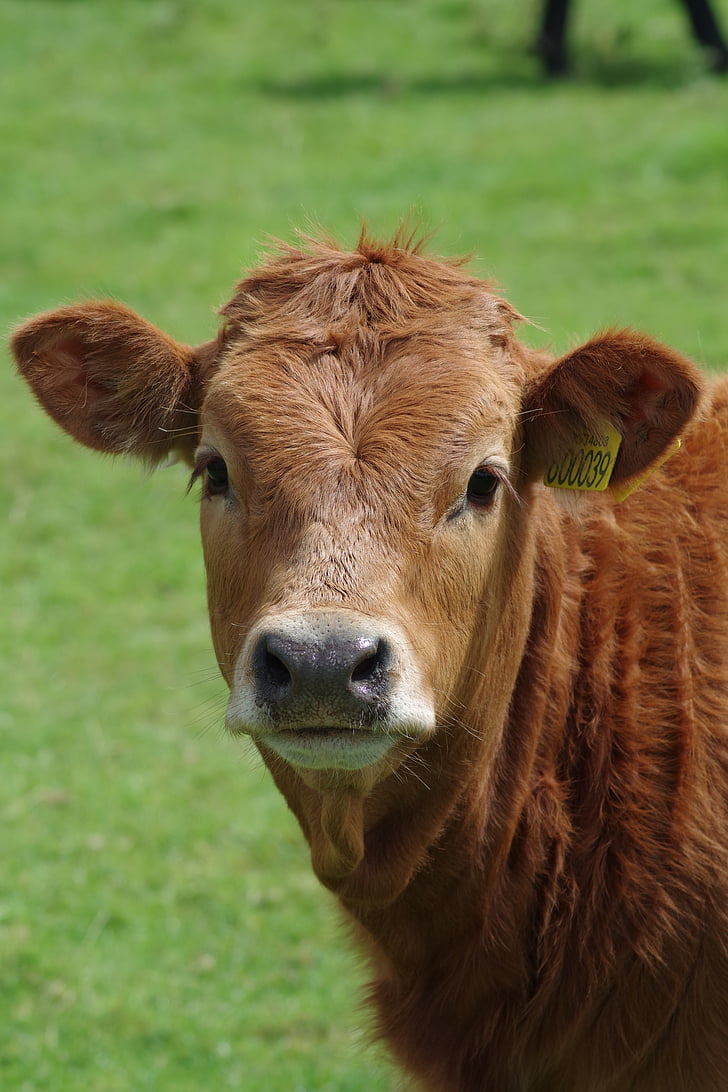 cow, steer, cattle, farm, beef, agriculture, bovine