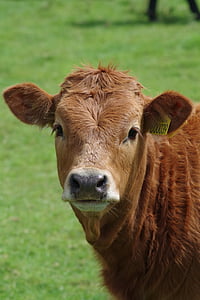 αγελάδα, βόδι, βοοειδή, αγρόκτημα, βόειο κρέας, Γεωργία, βοοειδών
