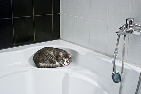 katt, badrum, duschmunstycke, inhemska badrum, kakel, kran, inomhus