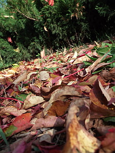 lišće, jesen, žuta, priroda, Crveni, godišnja doba, lišće