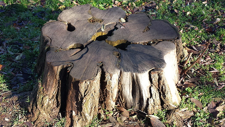 tree, wood, cut trunk