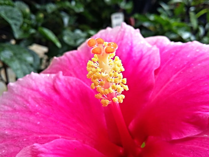 Hibiscus, blomst, natur, stamen, rosa