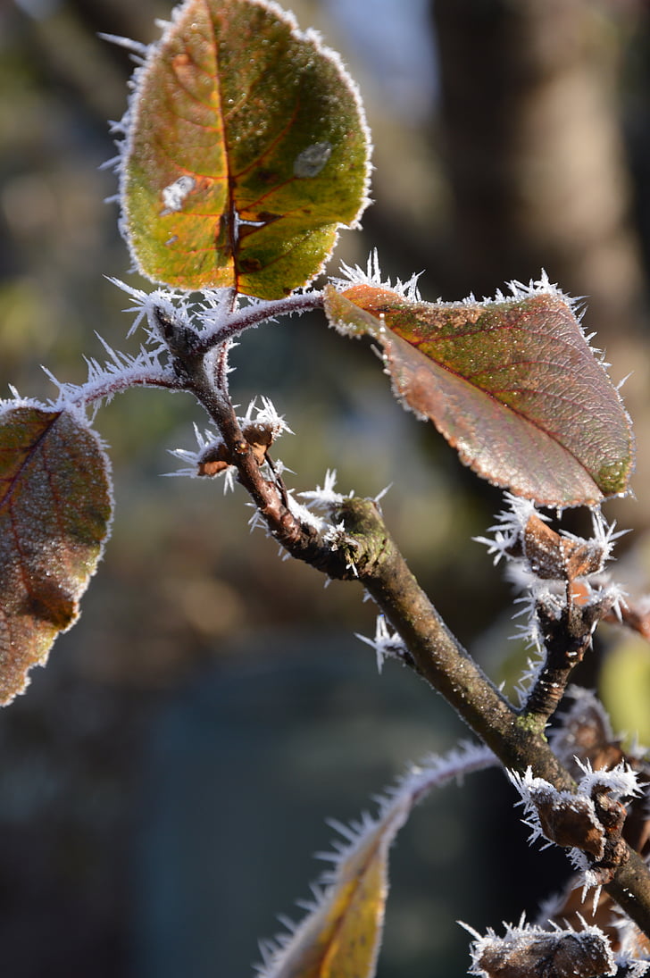 leaves, boxer shorts, ice, ripe, frost