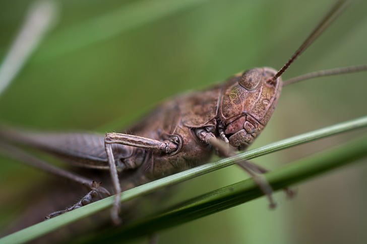 grasshopper, macro, insect, grass, nature, animal, wildlife